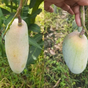 ব্যানানা ম্যাঙ্গো আম-৫কেজি