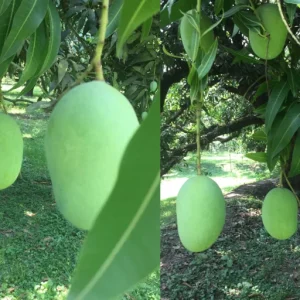 ল্যাংড়া আম -৫কেজি