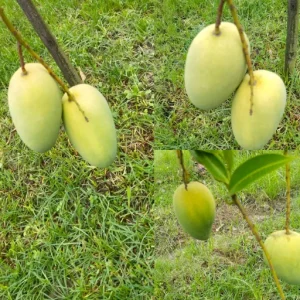 কাটিমন আম-৫কেজি