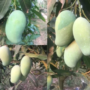 আম্রপালি আম-৫কেজি