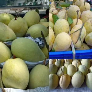 ফজলি আম-৫কেজি