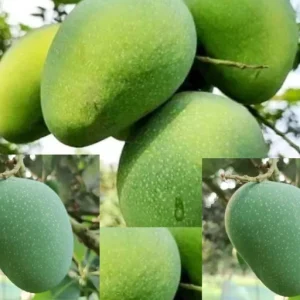 গোপালভোগ আম -৫কেজি
