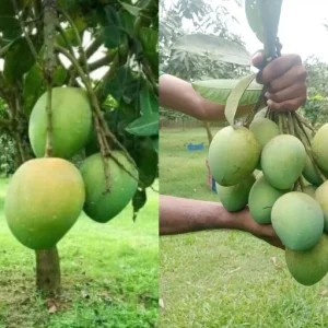 হাড়িভাঙ্গা আম -৫কেজি