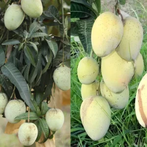 গৌরমতি আম-৫কেজি