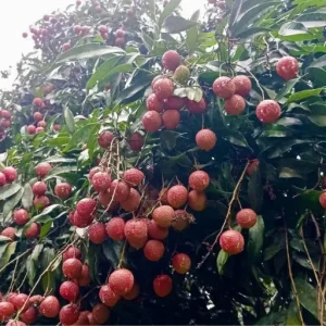 চায়নাথ্রি লিচু