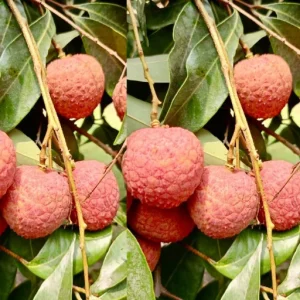 বেদানা লিচু