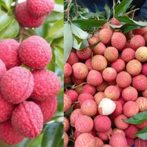 বোম্বাই লিচু