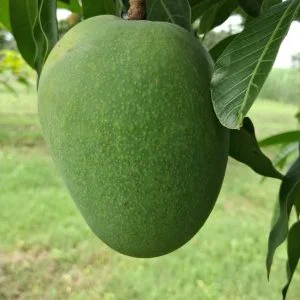 হিমসাগর ৫কেজি